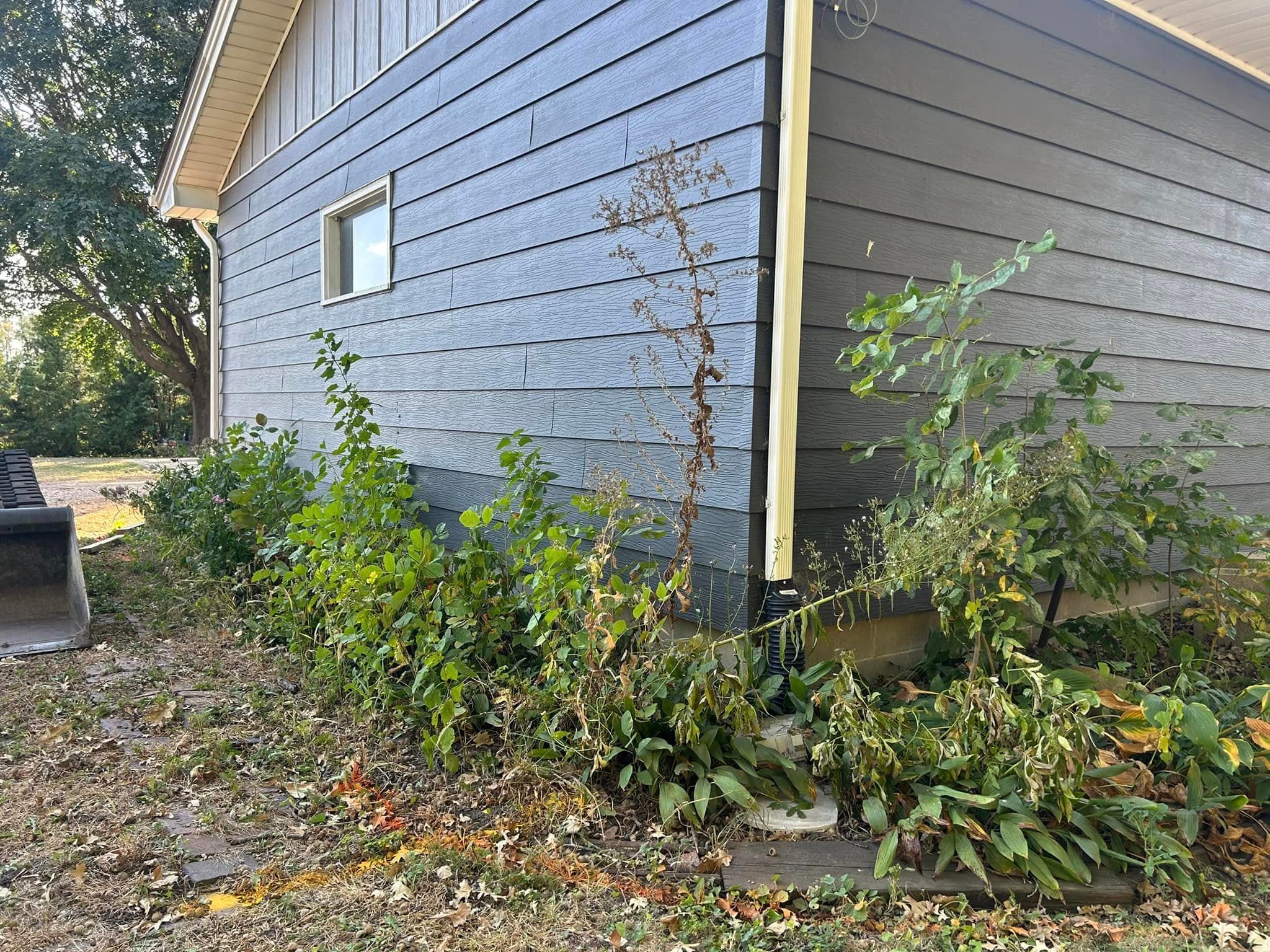 Overgrown plants and grass alongside a gray house exterior with a small window.